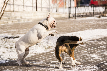 beagle puppy and French Bulldog playing in the snow in the winter