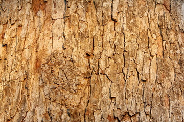 wooden textue