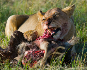 Lioness eating killed wildebeest. National Park. Kenya. Tanzania. Masai Mara. Serengeti. An excellent illustration.