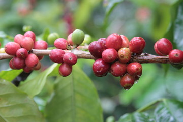 coffee seed