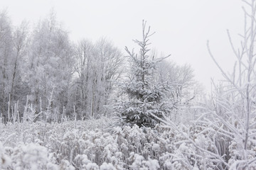 Pine (Christmas) tree in frozen meadow. Winter in Lithuania
