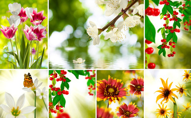 mix of different photos of flowers in the garden