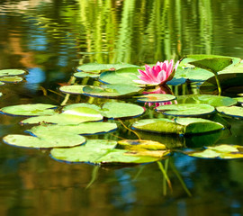 image of a lotus flower on the water against  the sun background