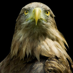  eagle on a black background closeup