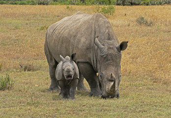 Obraz premium A baby rhino smiles as his mother grazes behind him in South Africa. 