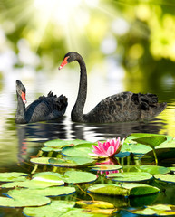 image of two black swans in the park close-up