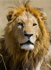 Portrait of a male lion. Kenya. Tanzania. Maasai Mara. Serengeti. An excellent illustration.