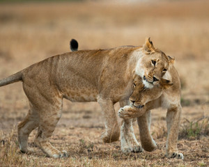 Fototapeta na wymiar Lions playing with each other. Savannah. National Park. Kenya. Tanzania. Maasai Mara. Serengeti. An excellent illustration.