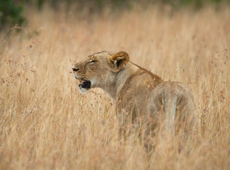 Lioness in the savannah. National Park. Kenya. Tanzania. Masai Mara. Serengeti. An excellent illustration.