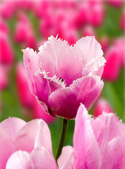 Obraz premium many beautiful tulips in the garden close-up