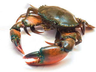 Crab on white background