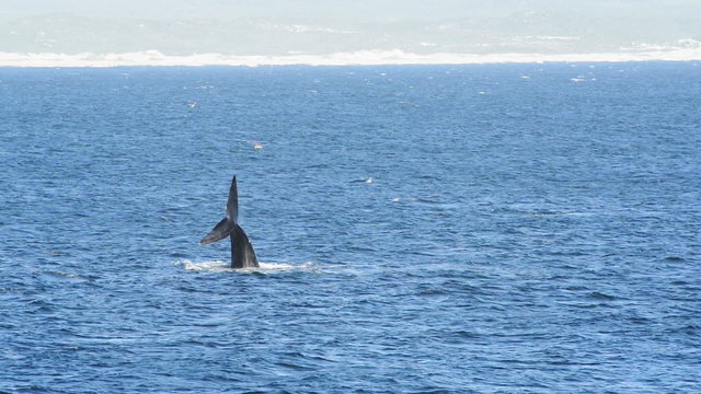 Southern Right Whale playing in the waters around Hermanus, South Africa tail slapping the water in high definition footage