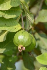 green guava in fruit garden