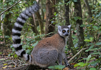 A lemur is very alert at it's home in South Africa. 