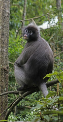 A spectacled langur from Asia has been given a home in South Africa. 
