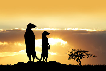 Meerkats silhouette at sunset