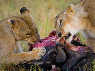Two lionesses eating prey. National Park. Kenya. Tanzania. Masai Mara. Serengeti. An excellent illustration.