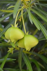 green oleander fruit hanging on branch