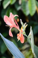 Obraz premium kwiat canna w ogrodzie