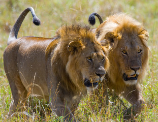 Naklejka premium Two big male lions on the hunt. National Park. Kenya. Tanzania. Masai Mara. Serengeti. An excellent illustration.