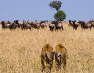 Two big male lions on the hunt. National Park. Kenya. Tanzania. Masai Mara. Serengeti. An excellent illustration.