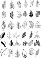 Freehand illustration of set of  design leaves on white background.