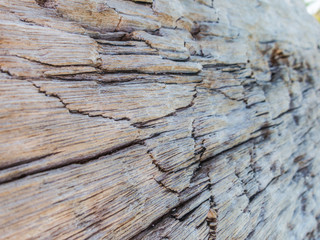 Closeup of wood texture, wood decay