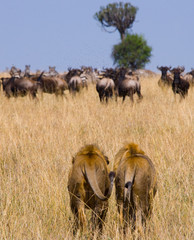 Naklejka na ściany i meble Two big male lions on the hunt. National Park. Kenya. Tanzania. Masai Mara. Serengeti. An excellent illustration.