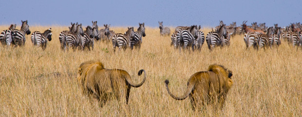 Two big male lions on the hunt. National Park. Kenya. Tanzania. Masai Mara. Serengeti. An excellent...