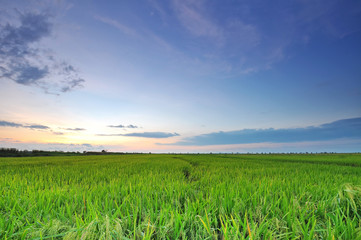 Soft focus of wide paddy field at sunset with blue sky at Perak - 99940525