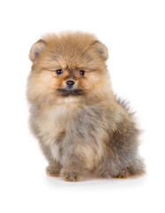Obraz premium Pomeranian puppy isolated on a white background