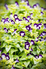 purple wishbone flowers