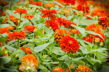 Zinnia flowers in the garden