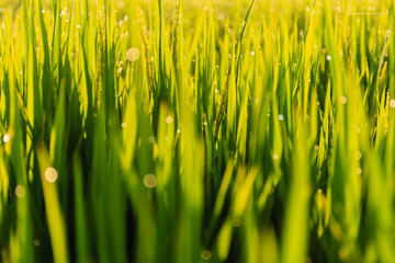 Fototapeta na wymiar Green Paddy Field in Morning Dew