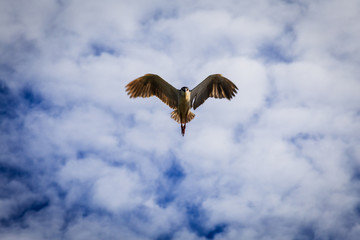 Flying Seagull Bird