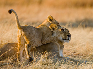 Lioness with cubs in the savannah. National Park. Kenya. Tanzania. Masai Mara. Serengeti. An...