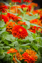 Zinnia flowers in the garden