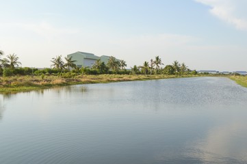 fish pond in country Thailand