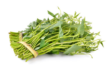 morning glory on white background