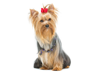 Beautiful yorkshire terrier sitting