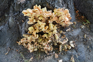 Bracket fungi on tree