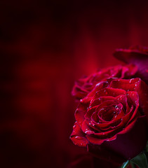Rose. Red roses.  Bouquet of red roses. Valentines Day, wedding day background. Rose petals and hearts Valentine gift boxes. Valentines and wedding border. Waters drops on roses petals. © weyo