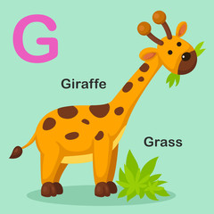 Illustration Isolated Animal Alphabet Letter G-Grass,Giraffe