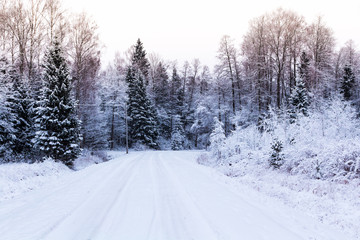 Fototapeta na wymiar Winter in the forest