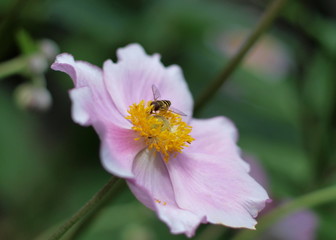 pink Anemone mit Insekt
