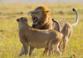 Meeting the lion and lioness in the savannah. National Park. Kenya. Tanzania. Masai Mara....