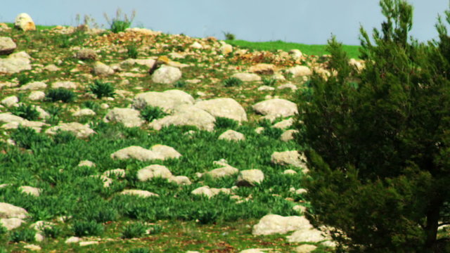 Royalty Free Stock Video Footage of a lone tree in a rocky meadow shot in Israel at 4k with Red.