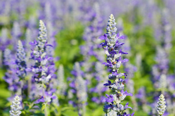 Lavender flowers in garden ,close up