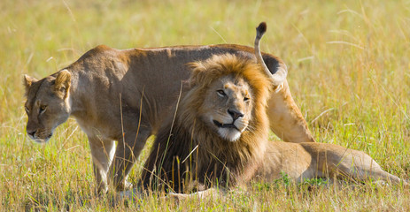 Meeting the lion and lioness in the savannah. National Park. Kenya. Tanzania. Masai Mara. Serengeti. An excellent illustration.