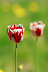 Obraz premium Tulip on green background with shallow depth of field 